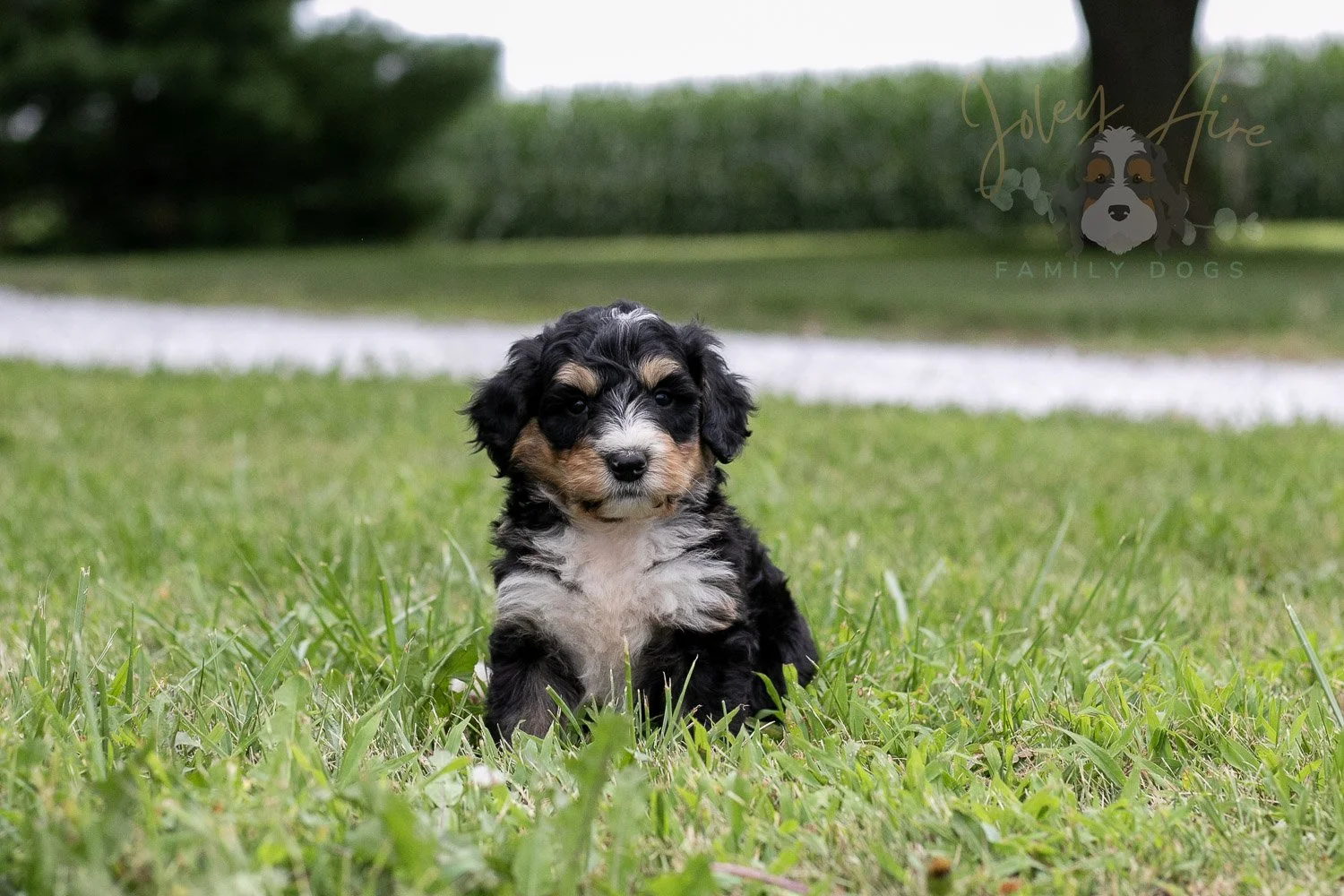 Walter Shirley  Bernedoodle Puppy-14.jpg