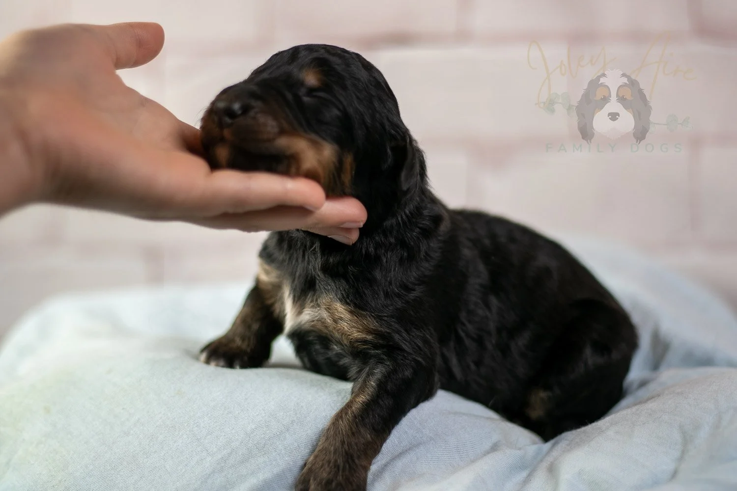 Gilbert Bernedoodle Puppy-102.jpg
