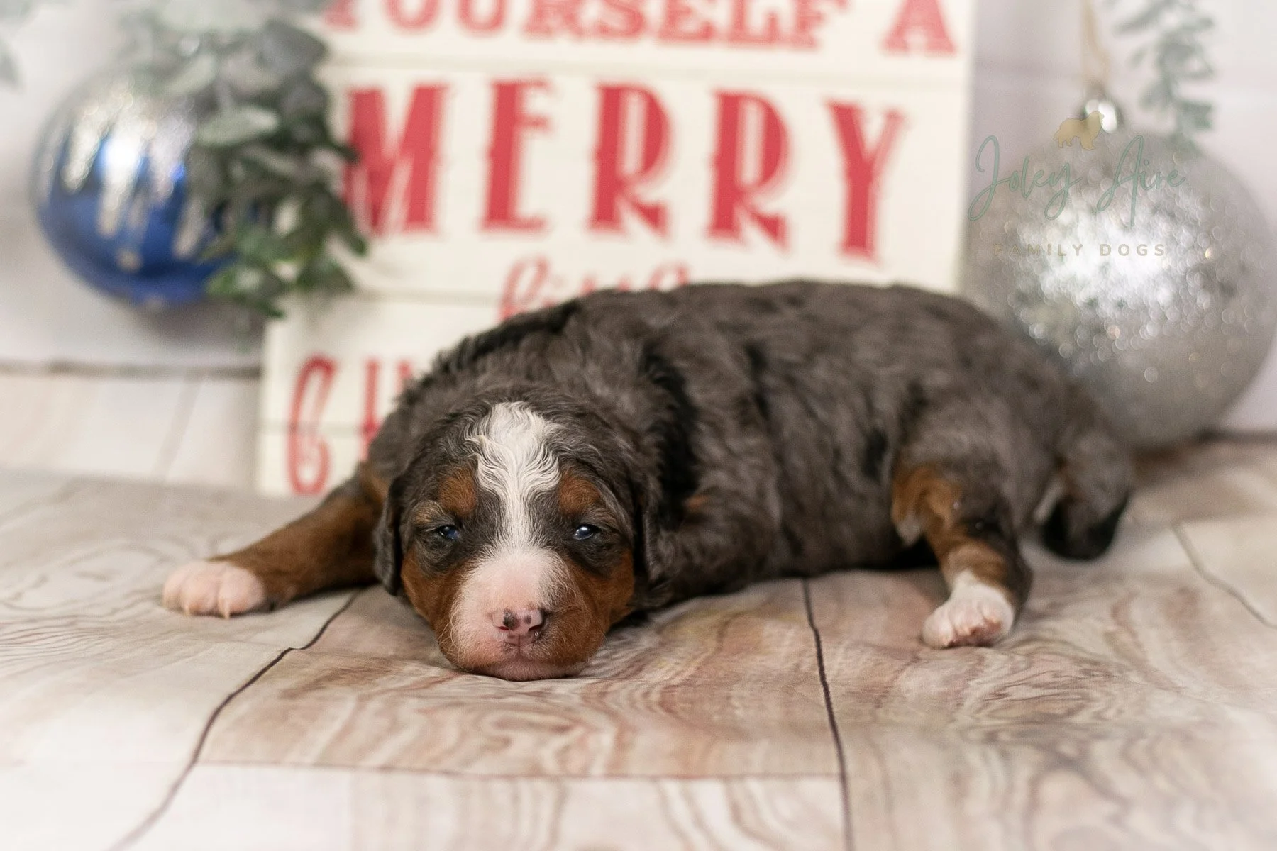 Galadriel - Tri-color Merle Bernedoodle Puppy