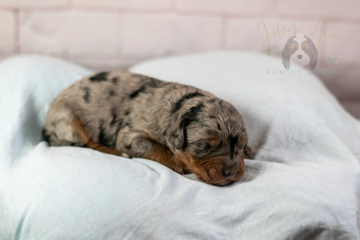 Marilla Bernedoodle Puppy-28.jpg