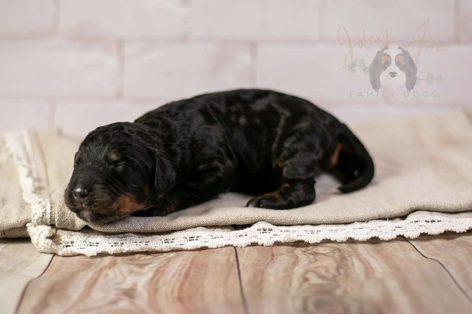 Acadia Bernedoodle Puppy-134.jpg