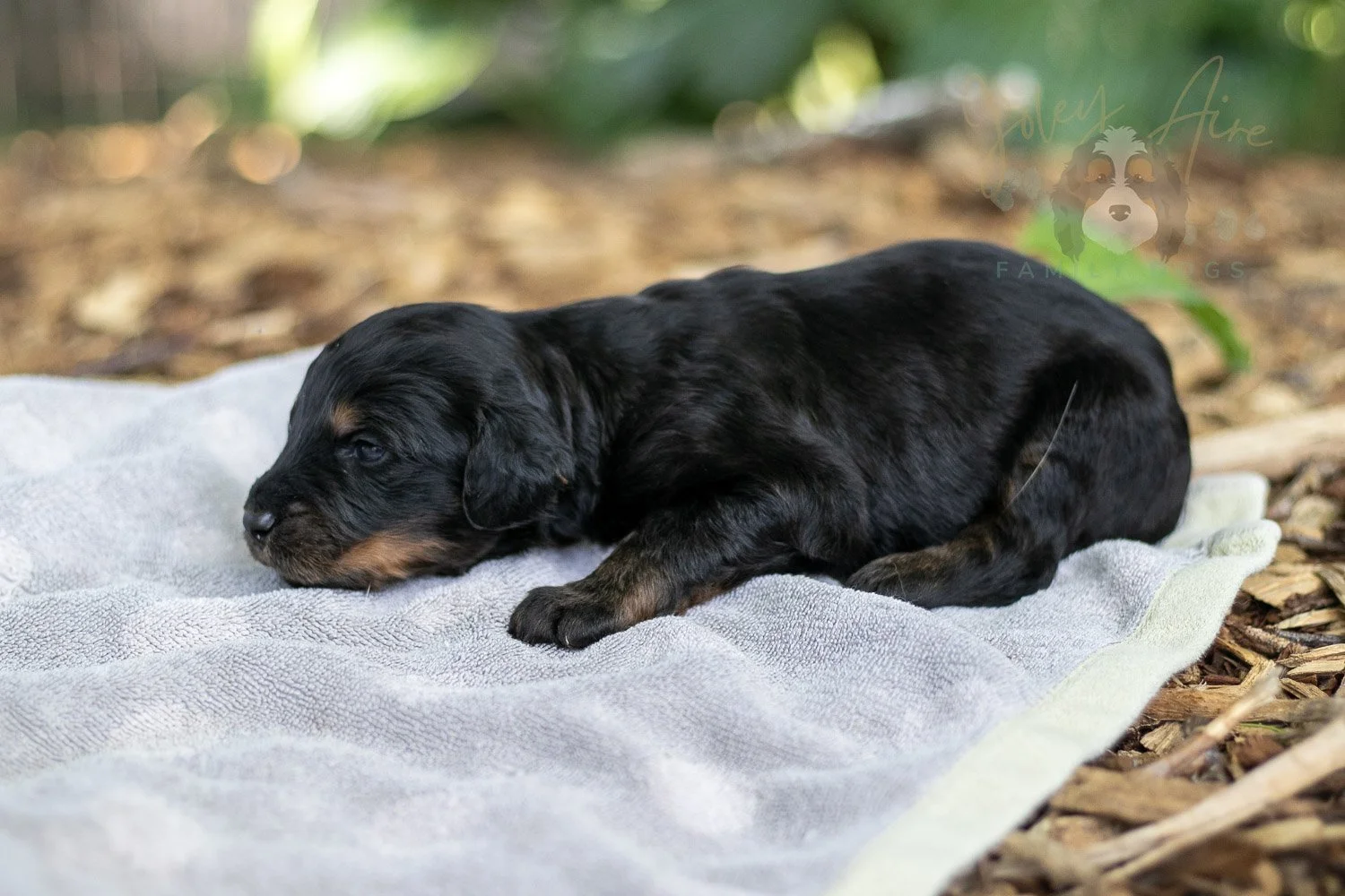 Olympic Bernedoodle Puppy-124.jpg