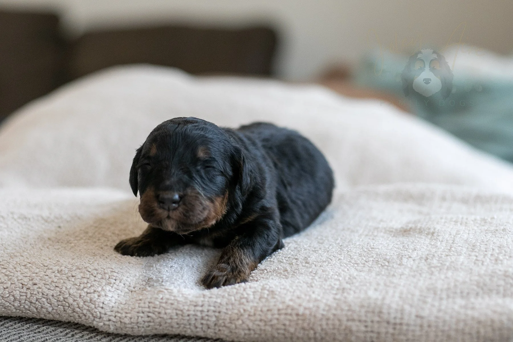 Alpine - Phantom Female Bernedoodle Puppy