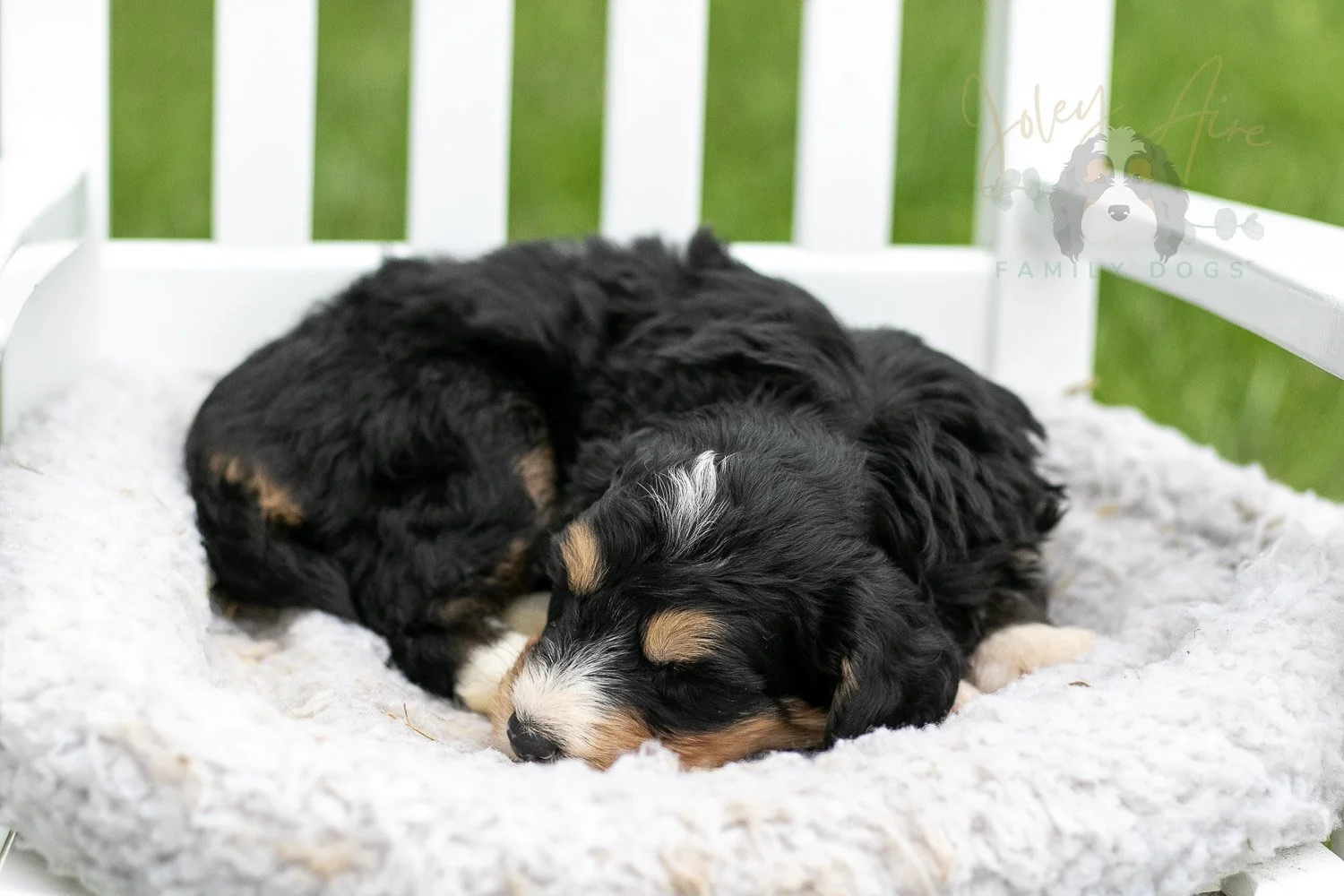 Walter Shirley Bernedoodle Puppy-891.jpg