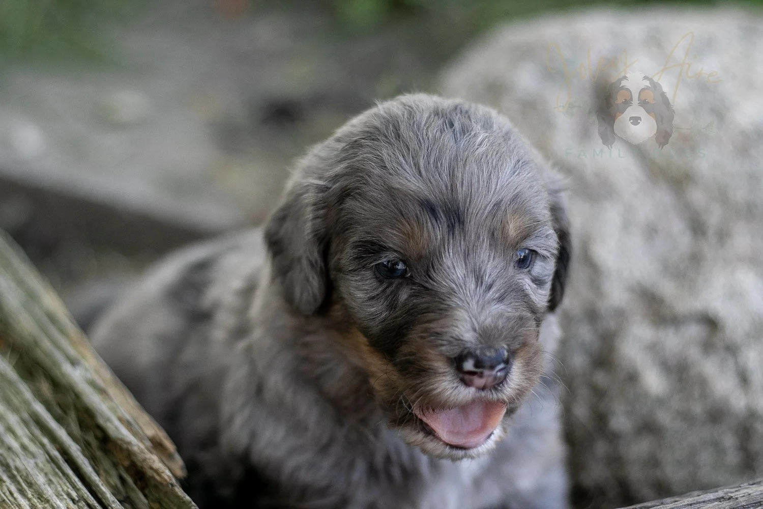 Matthew Cuthbert Bernedoodle Puppy-608.jpg
