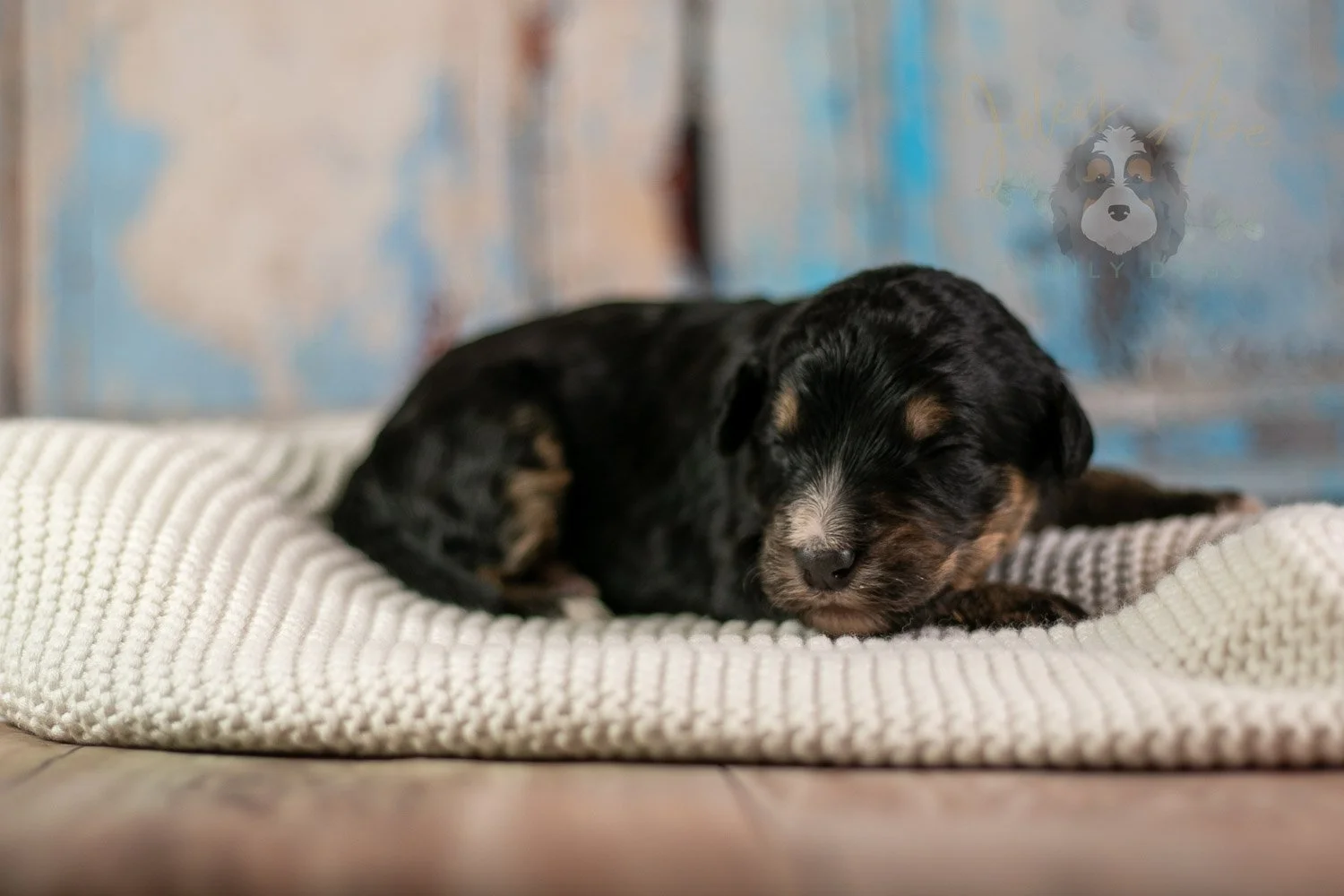 Da Vinci Bernedoodle Puppy-170.jpg