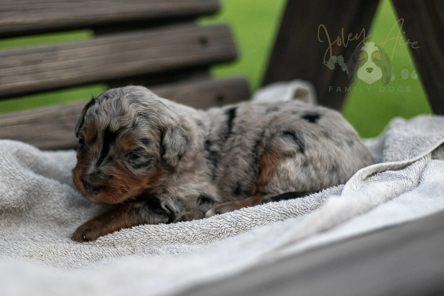 Marilla Cuthbert Bernedoodle Puppy-65.jpg