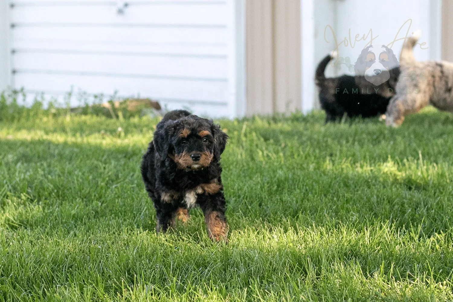Banjo Bernedoodle Puppy-3.jpg