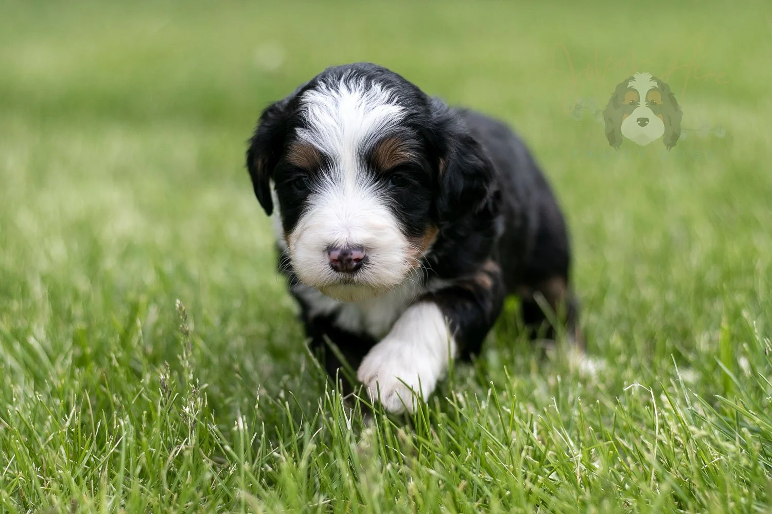 Harmonica Bernedoodle Puppy-19.jpg