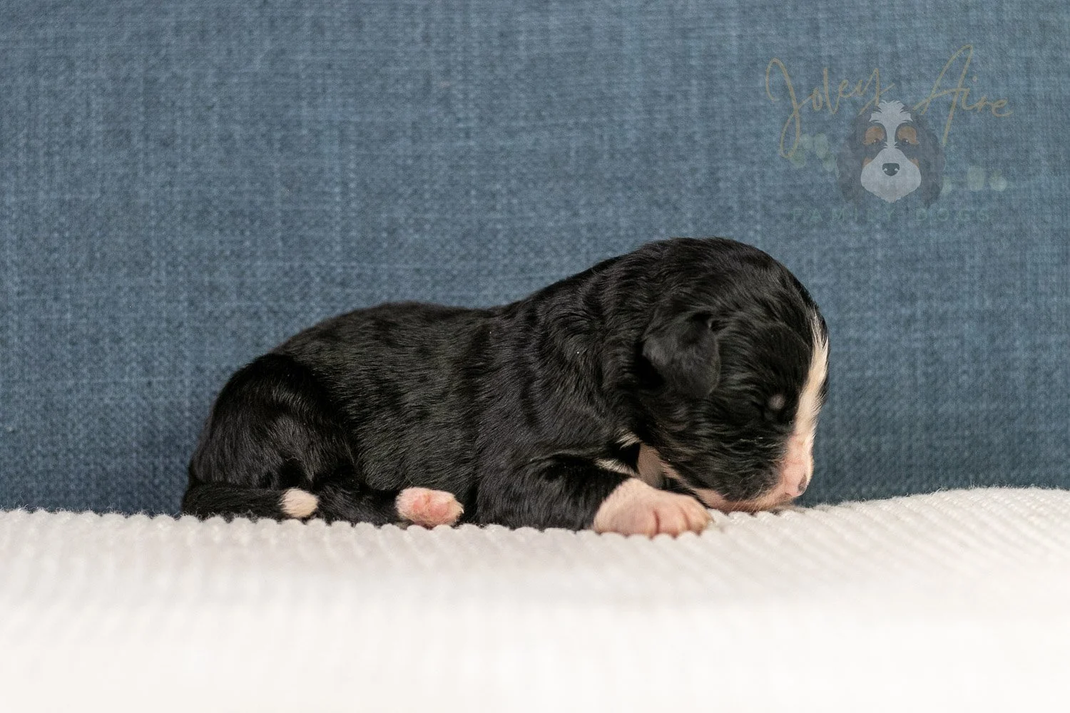April Bernedoodle Puppy-10.jpg