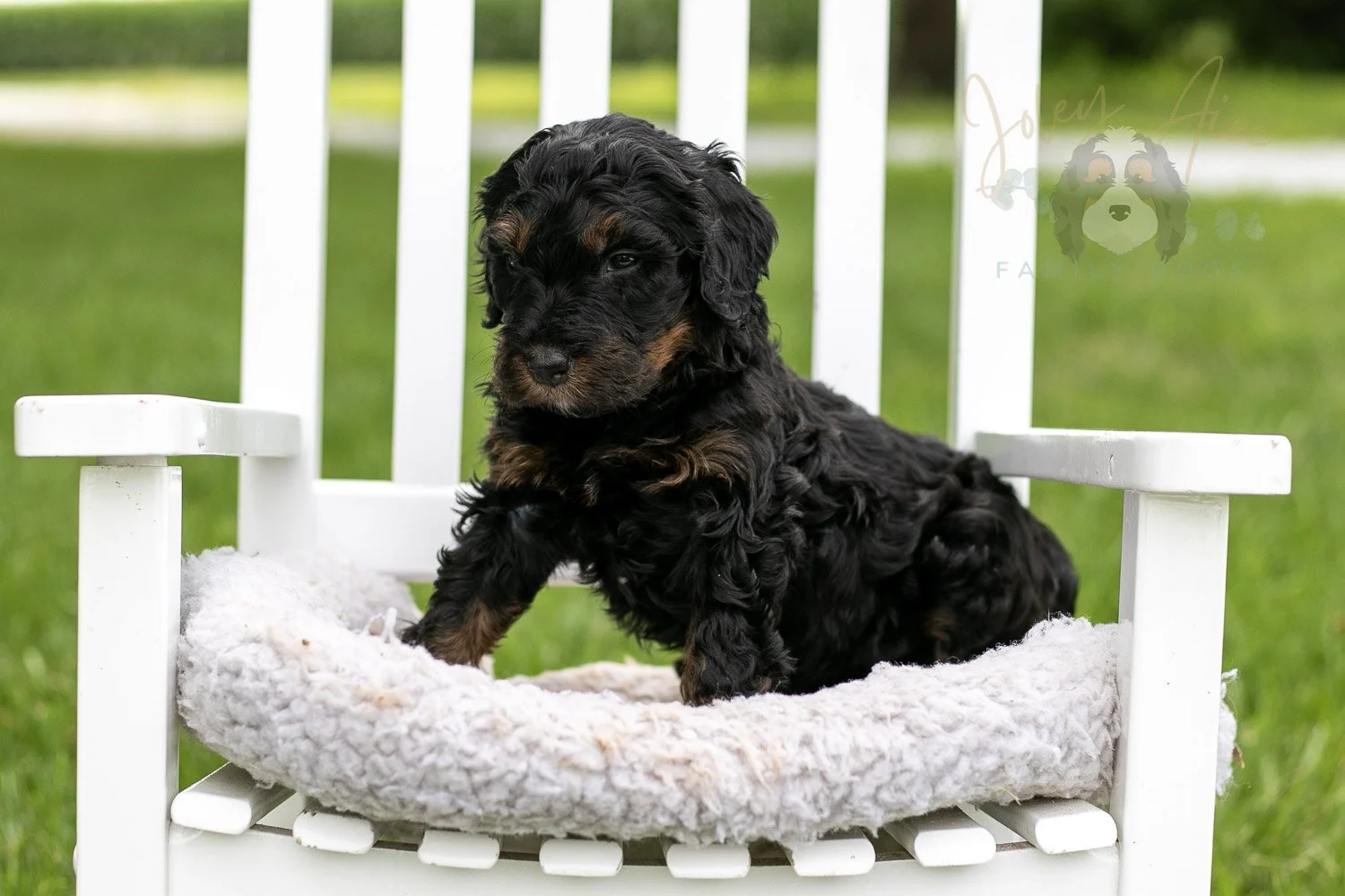 Denali Bernedoodle Puppy-846.jpg