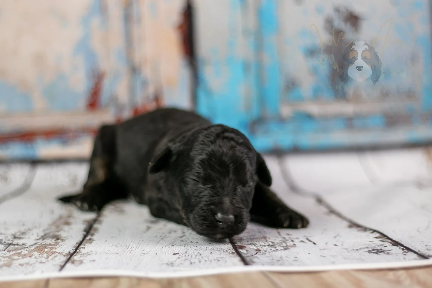 Andy Warhol Bernedoodle Puppy-219.jpg