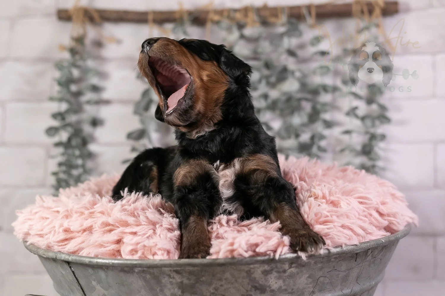 Banjo Bernedoodle Puppy-25.jpg