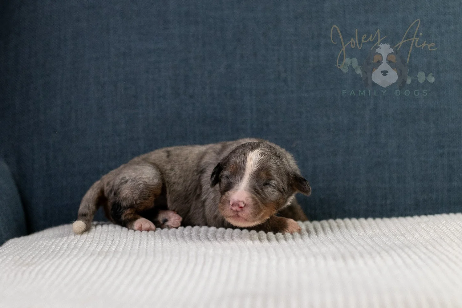 Alex Bernedoodle Puppy-47.jpg