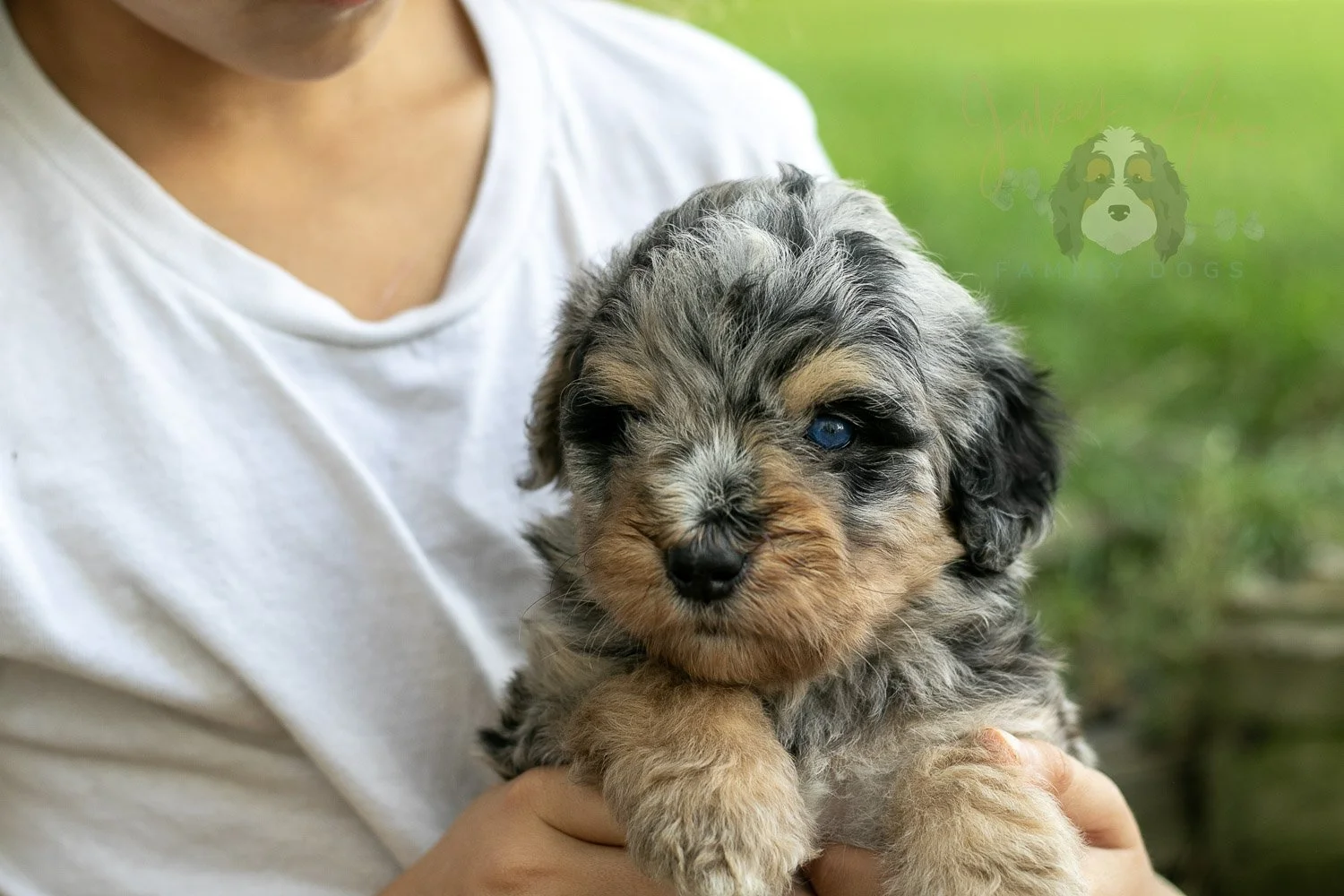 Mary Cassatt Bernedoodle Puppy-183.jpg