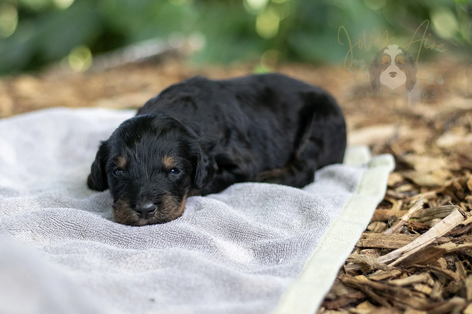 Olympic Bernedoodle Puppy-128.jpg