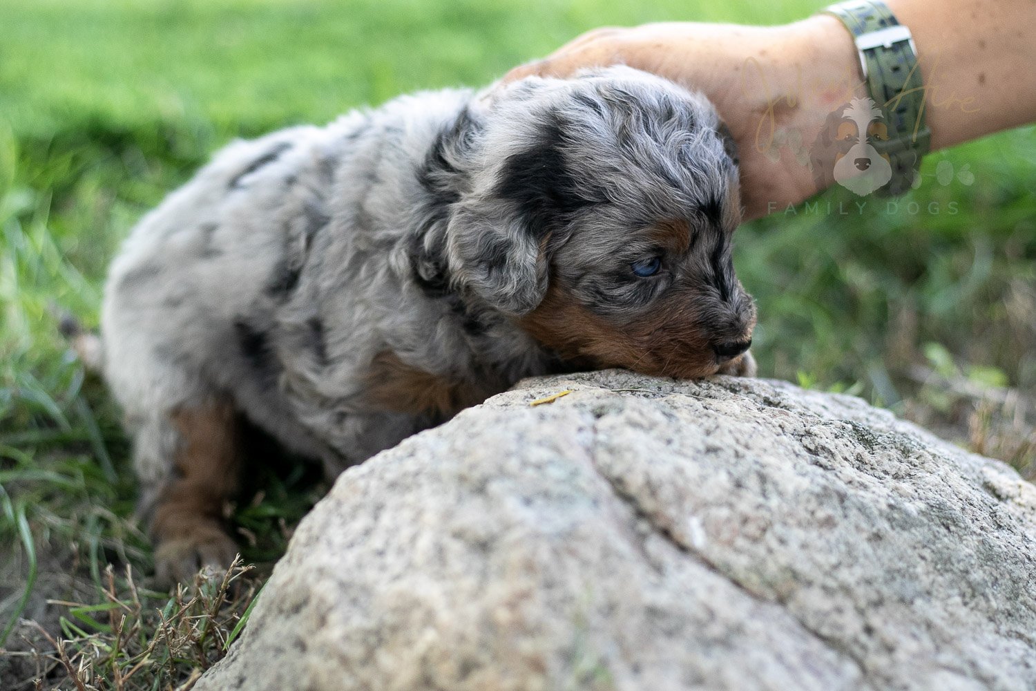 Marilla Cuthbert Bernedoodle Puppy-468.jpg