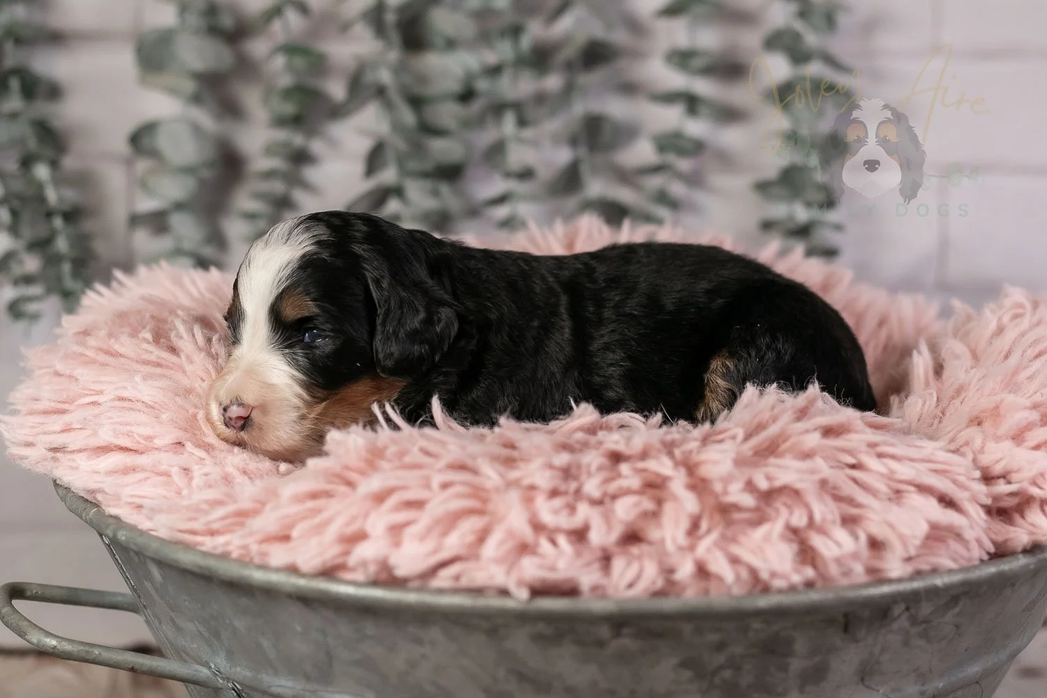 Harmonica Bernedoodle Puppy-19.jpg