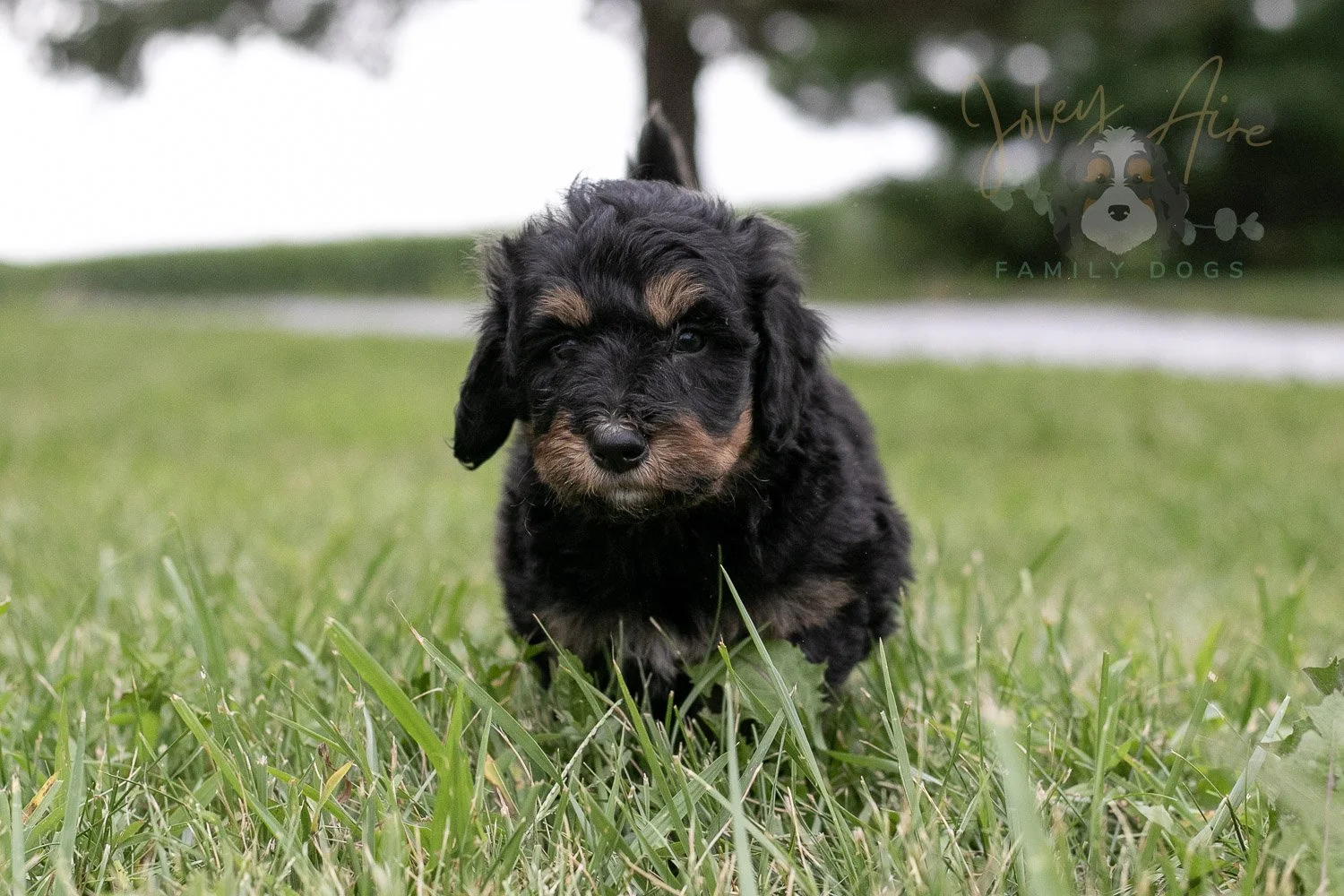 Gilbert Blythe Bernedoodle Puppy-111.jpg