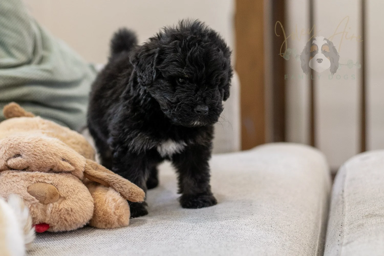 Andy Bernedoodle Puppy-284.jpg