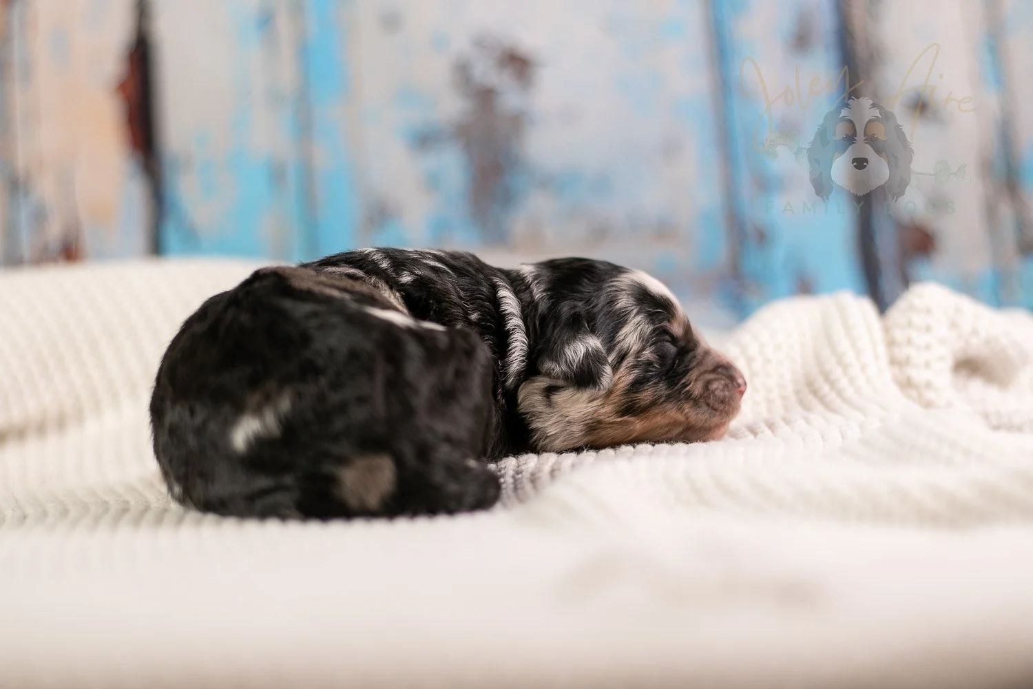 Artemisia Bernedoodle Puppy-142.jpg