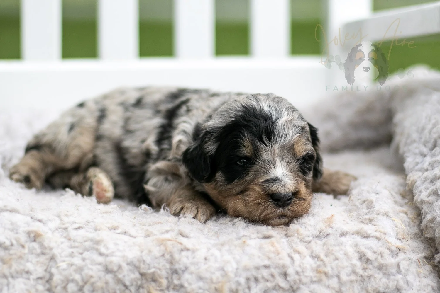 Frida Kahlo Bernedoodle Puppy-729.jpg