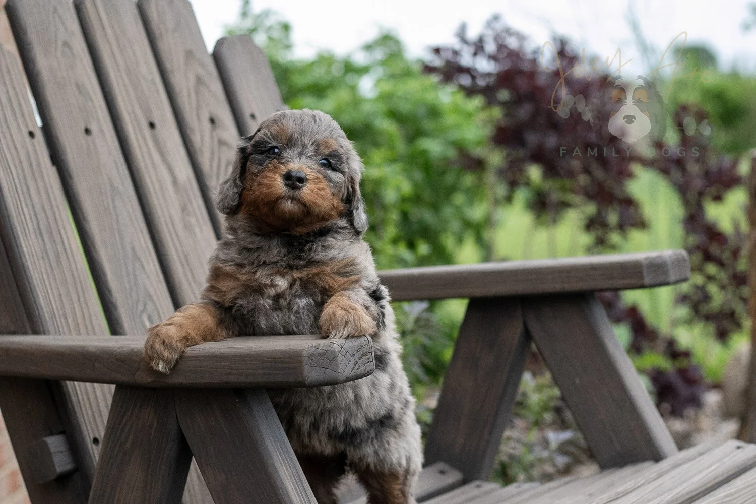 Flute Bernedoodle Puppy-19.jpg