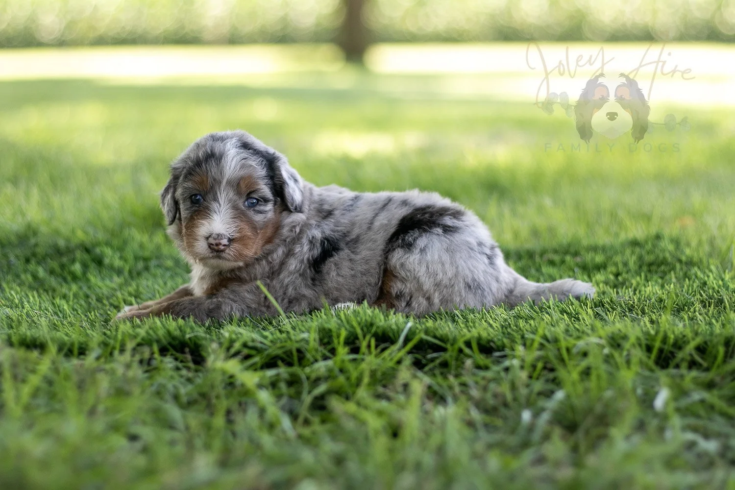 Rachel Lynde Bernedoodle Puppy-545.jpg