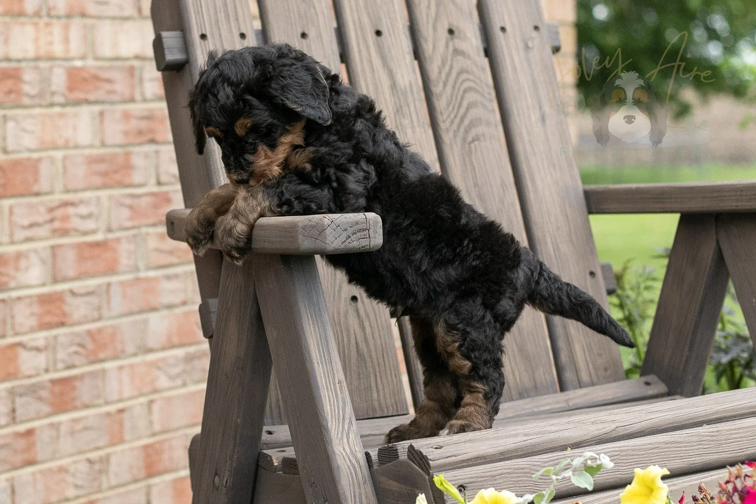 Banjo Bernedoodle Puppy-23.jpg