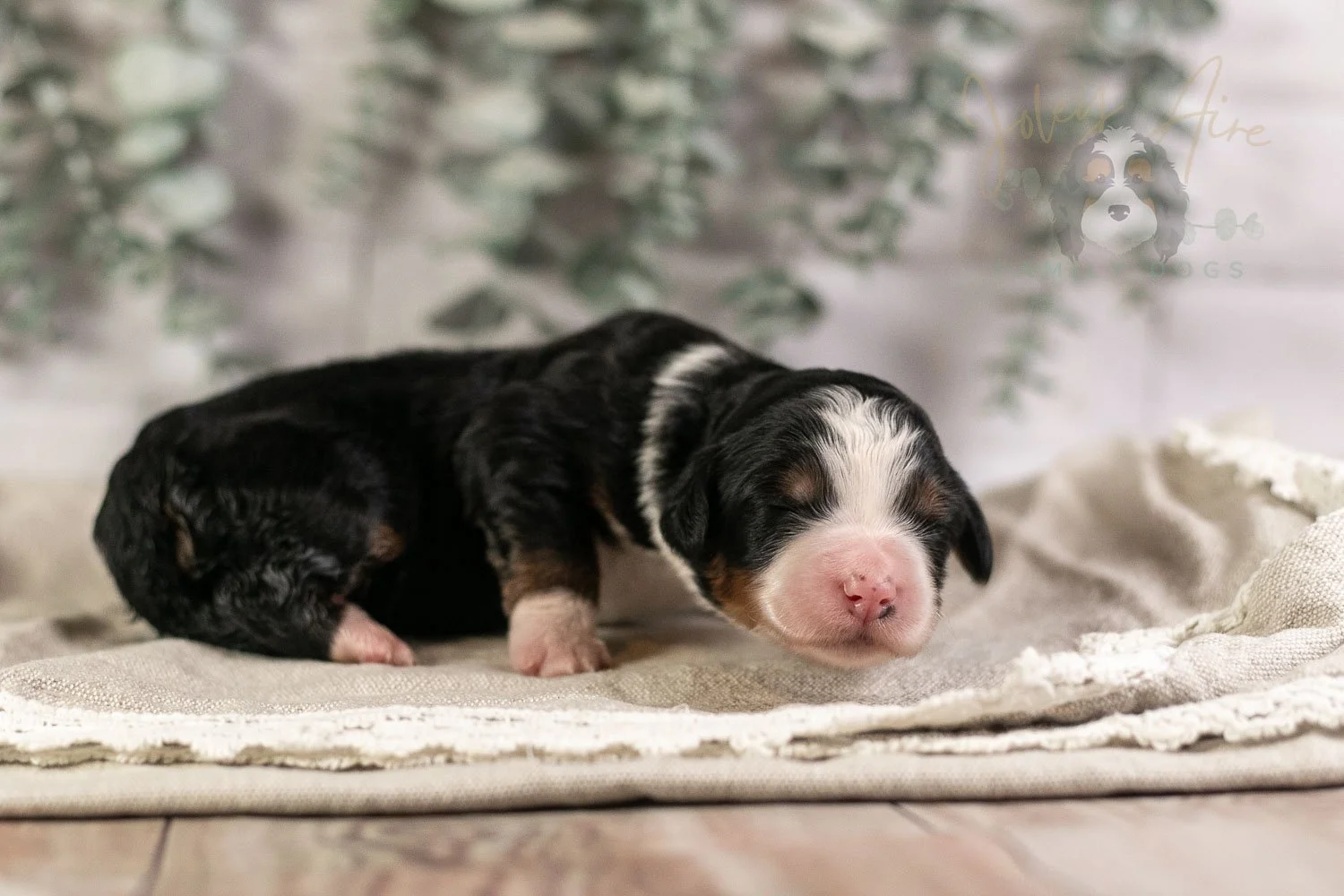 Harmonica Bernedoodle Puppy-4.jpg