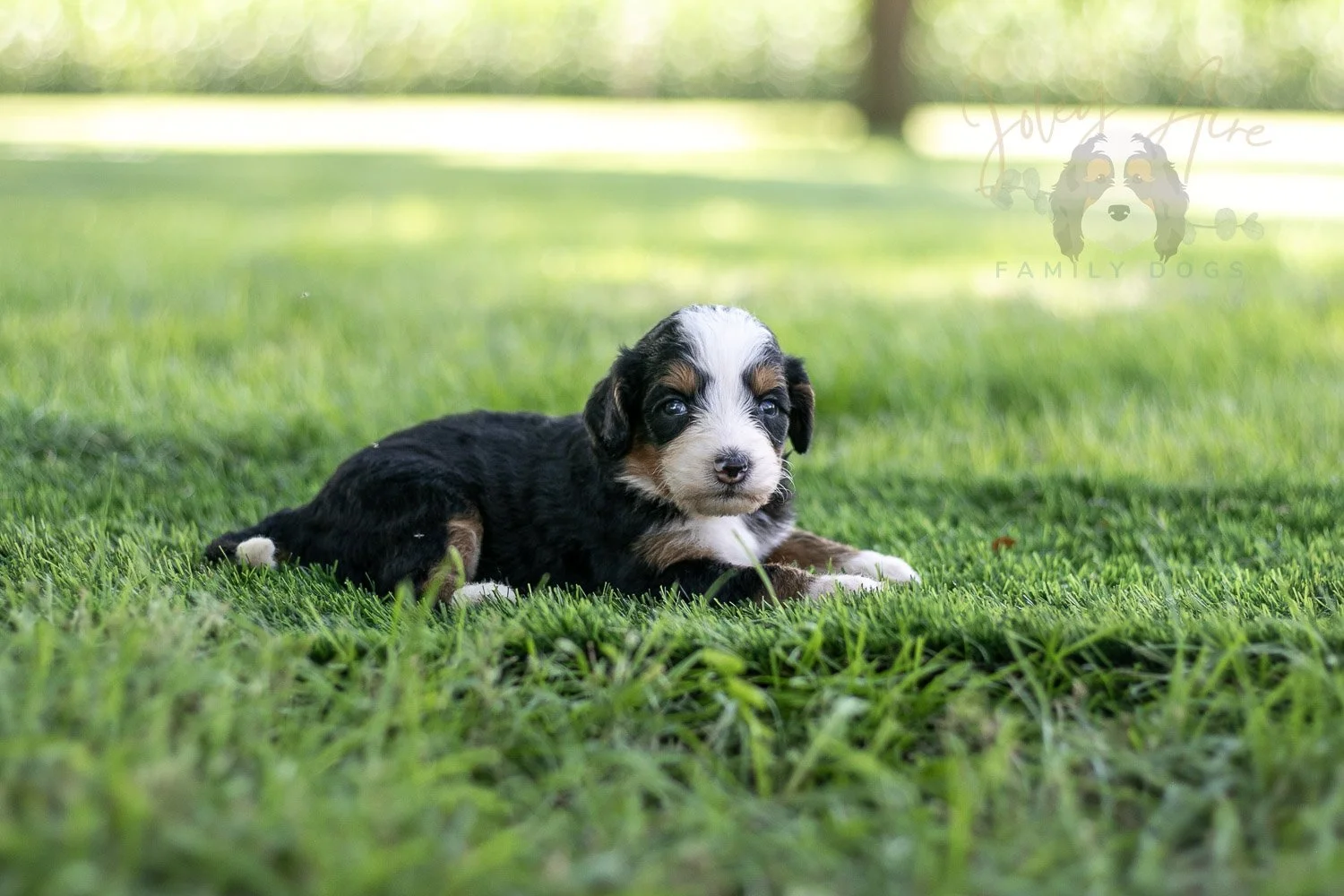 Anne Shirley Bernedoodle Puppy-529.jpg