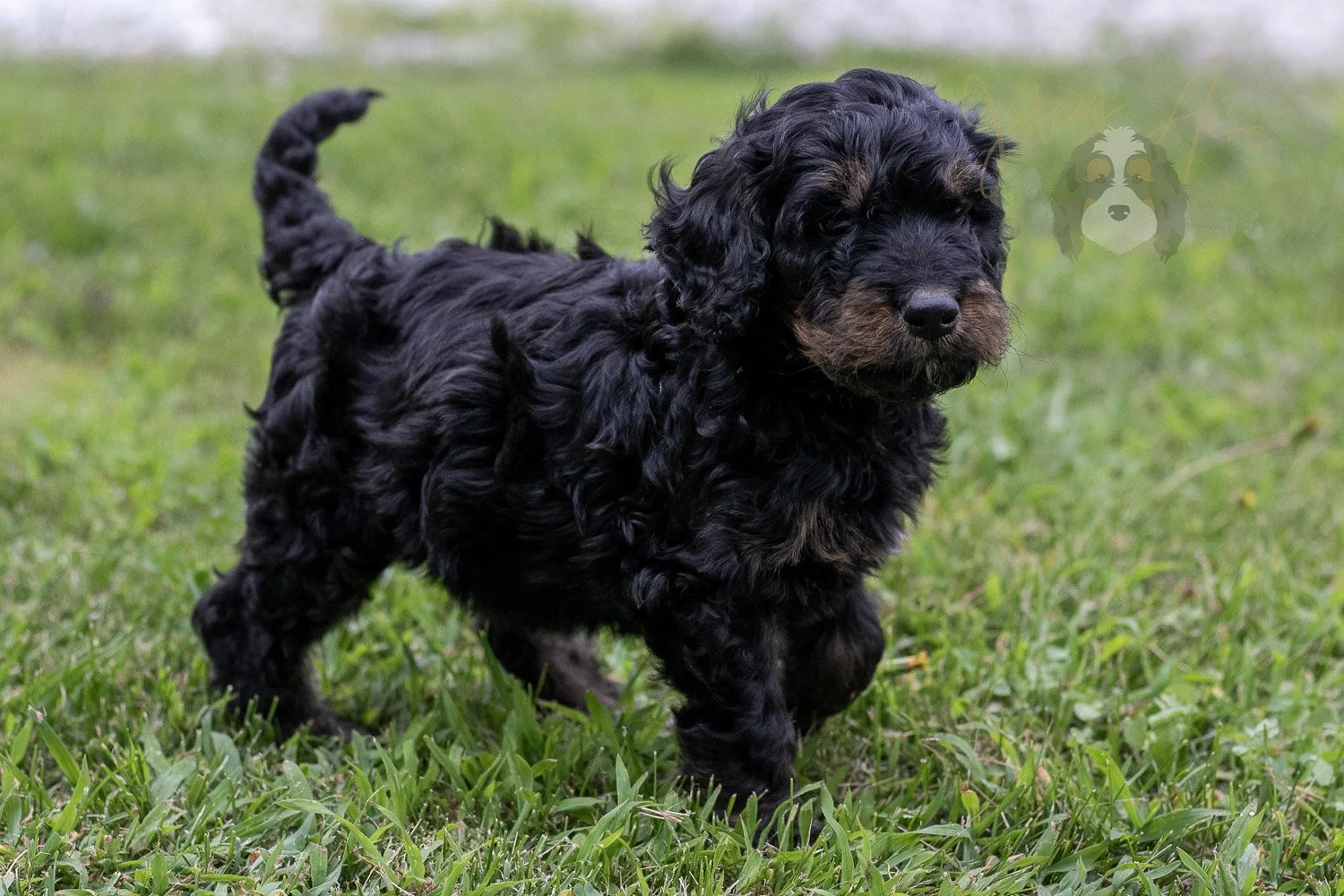 Bryce Bernedoodle Puppy-79.jpg