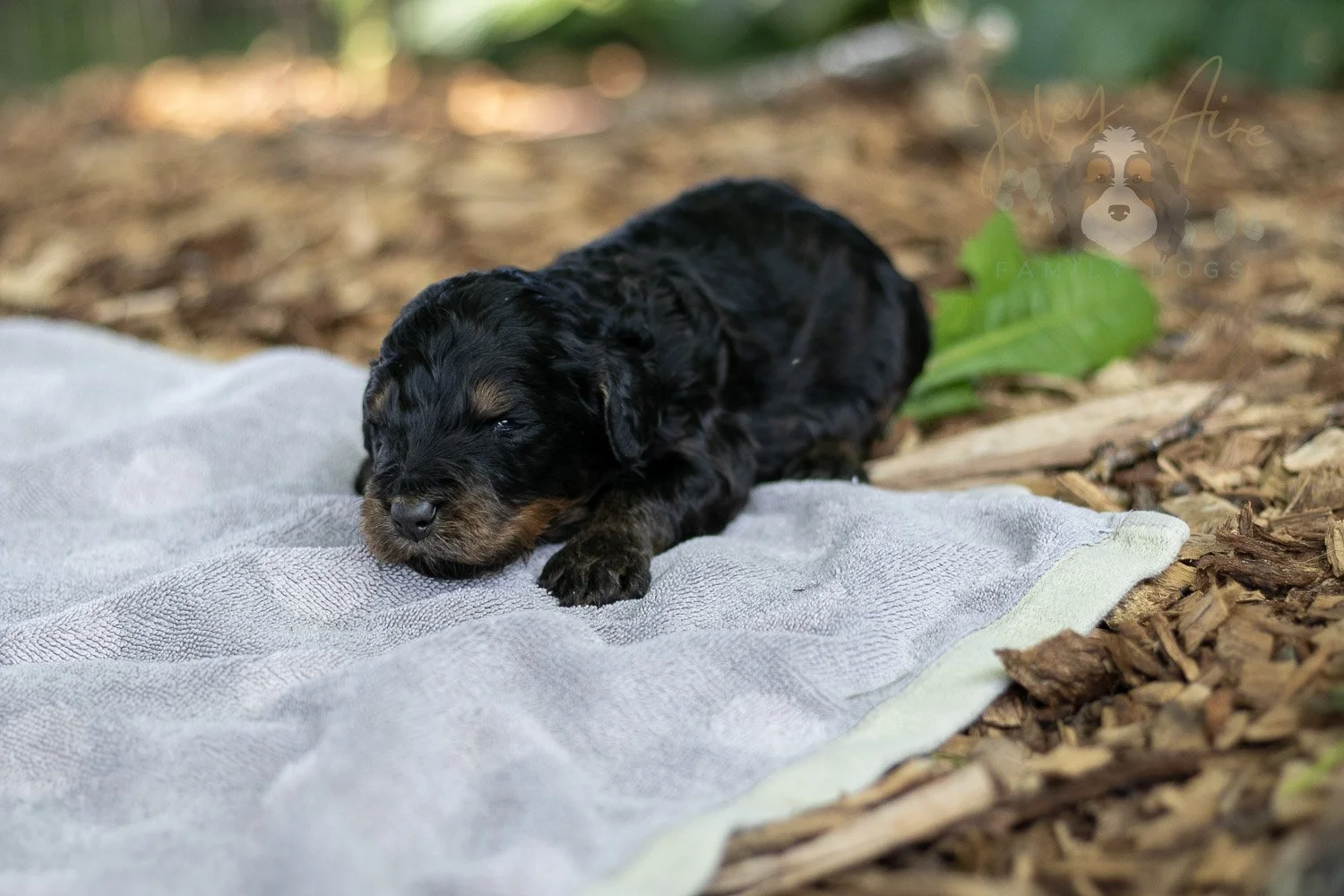 Bryce Bernedoodle Puppy-150.jpg