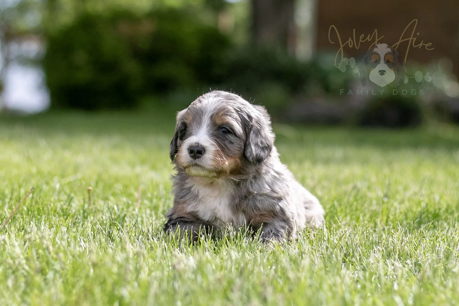 Drum Bernedoodle Puppy-16.jpg