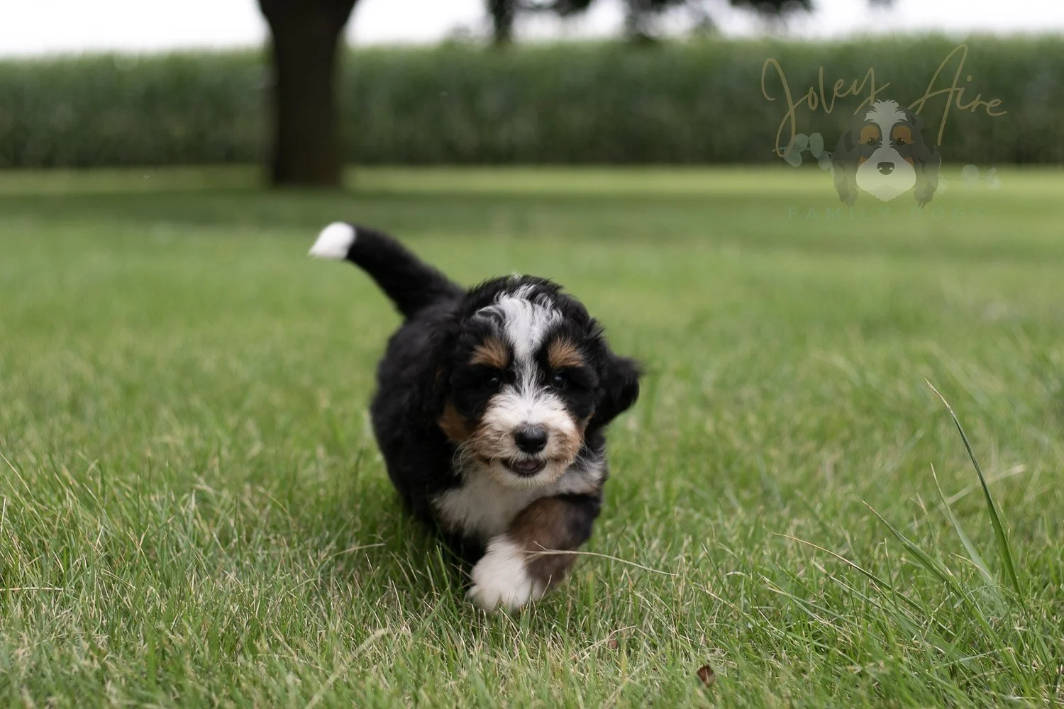 Diana Bernedoodle Puppy-7.jpg