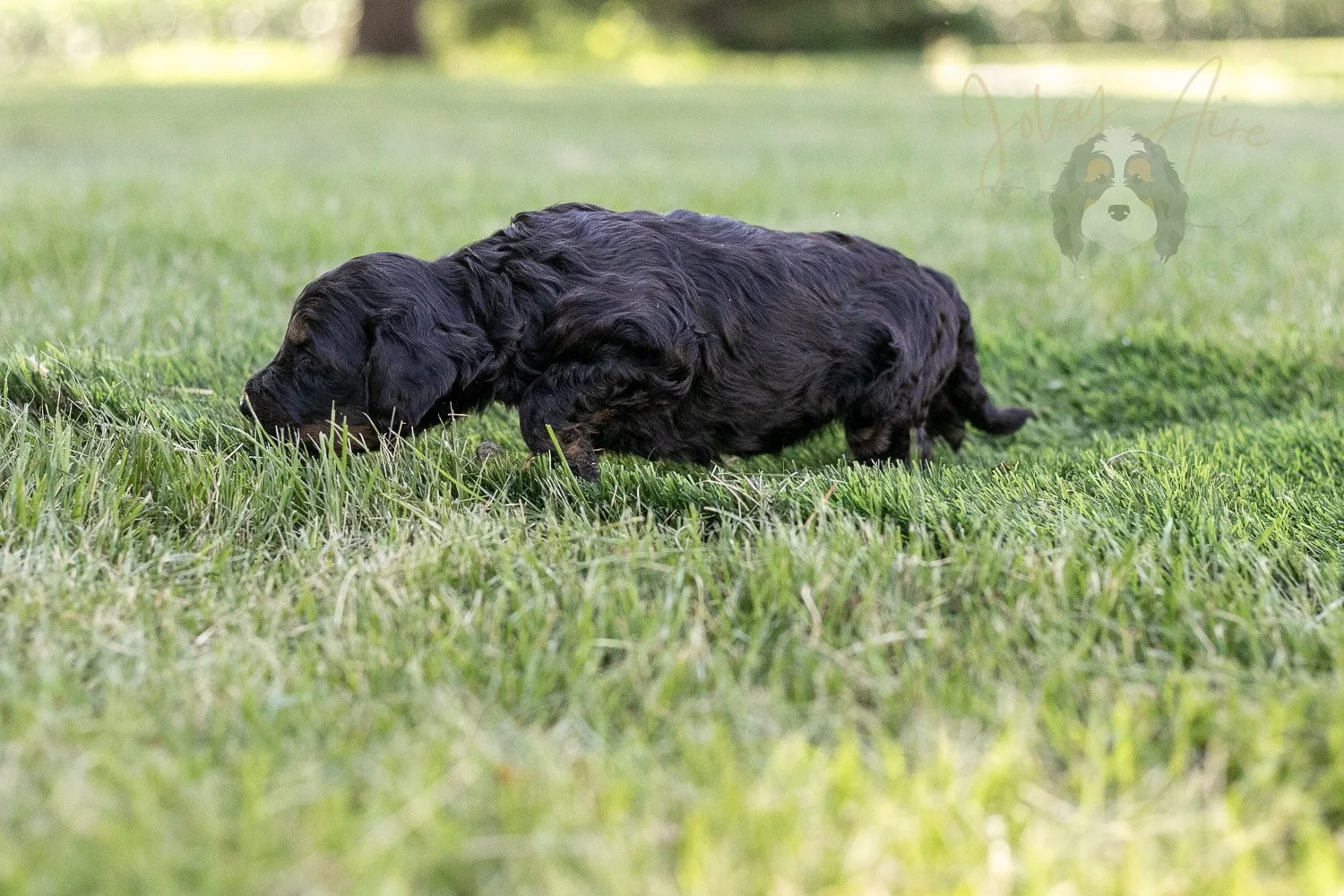 Denali Bernedoodle Puppy-317.jpg