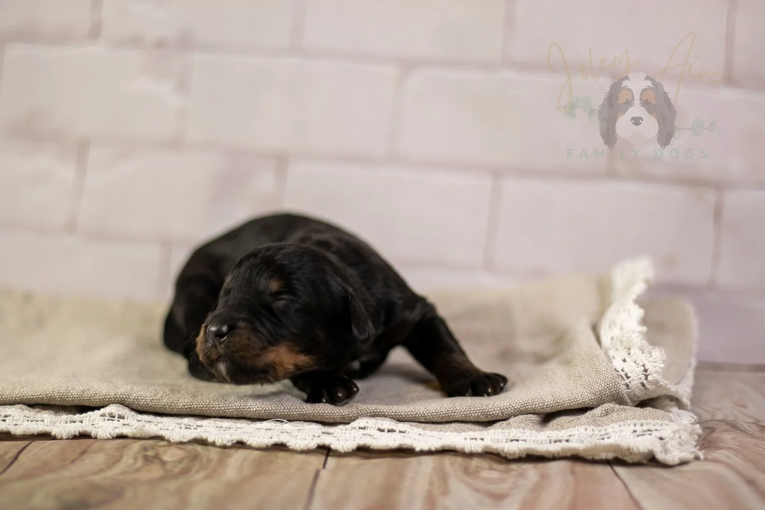 Olympic Bernedoodle Puppy-167.jpg