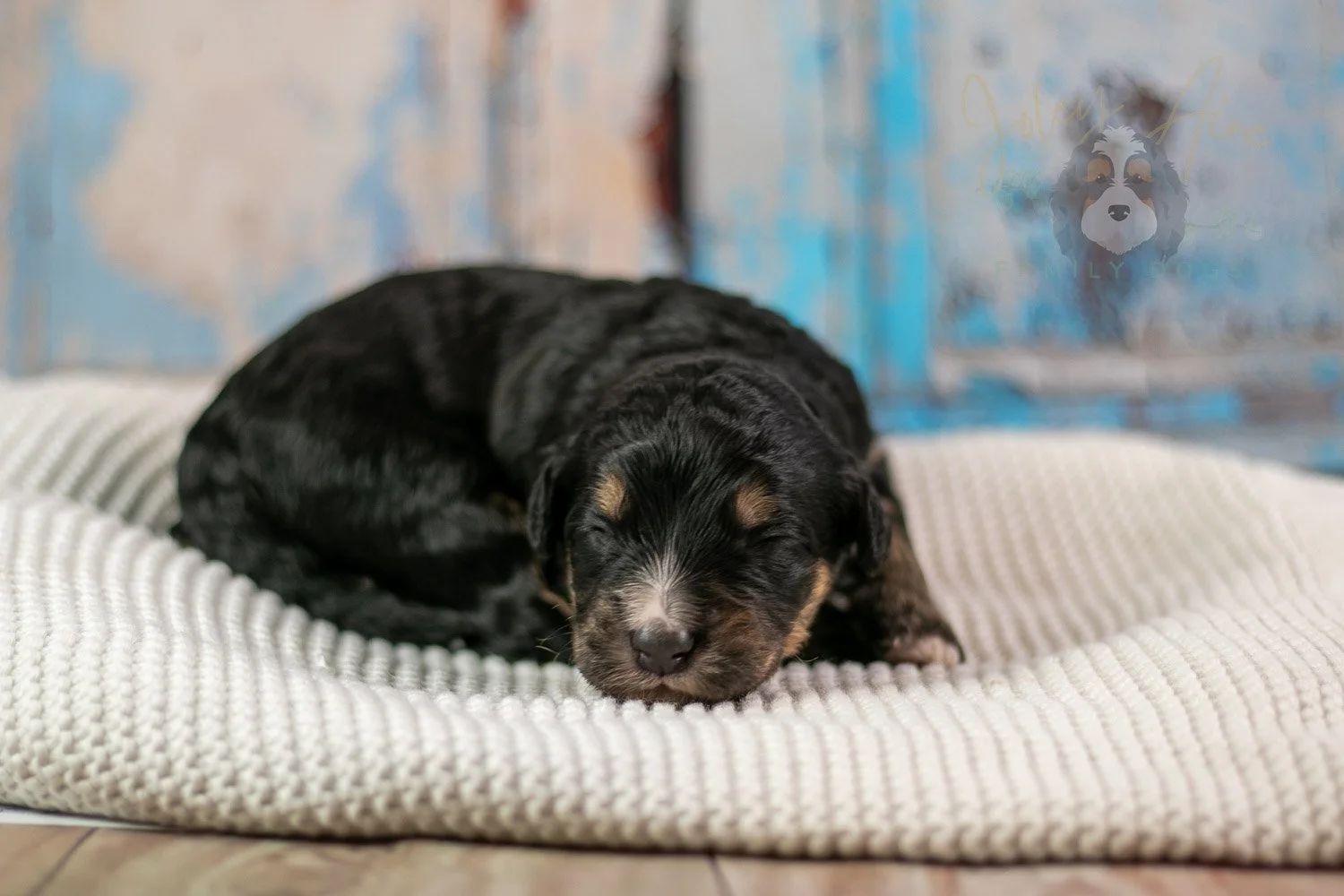 Da Vinci Bernedoodle Puppy-182.jpg