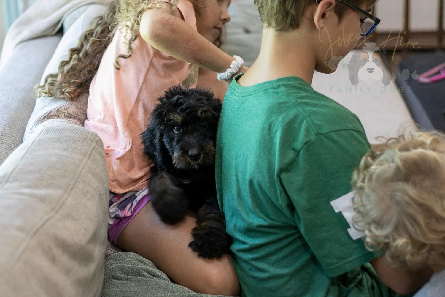 Olympic Bernedoodle Puppy-446.jpg