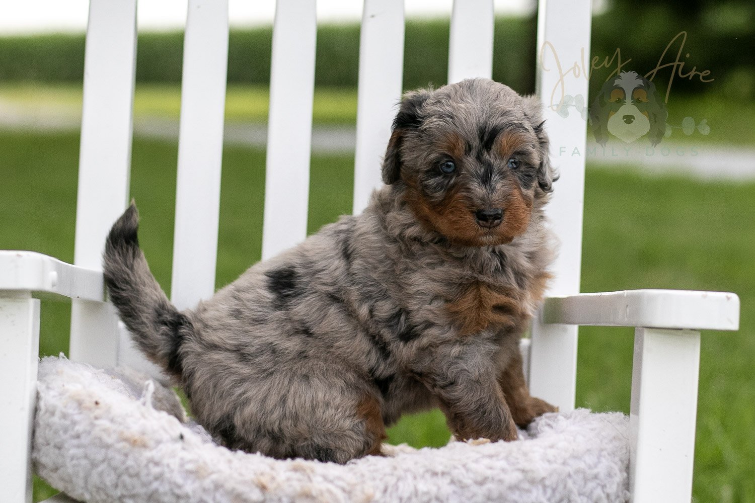 Marrila Cuthbert Bernedoodle Puppy-952.jpg