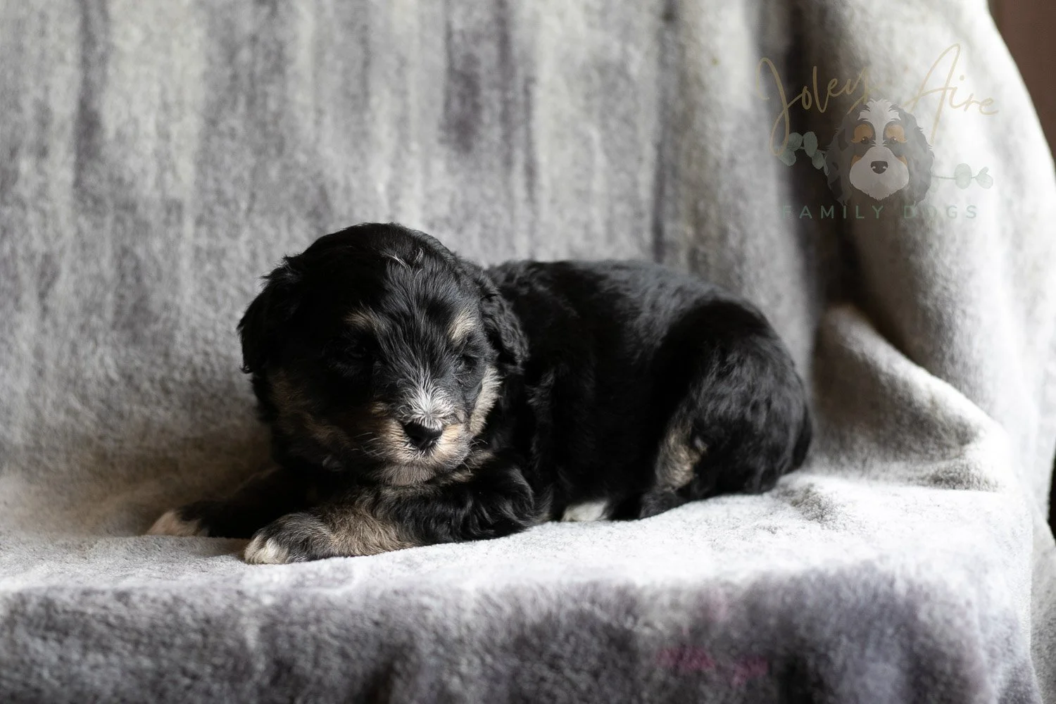 Georgia Bernedoodle Puppy-185.jpg