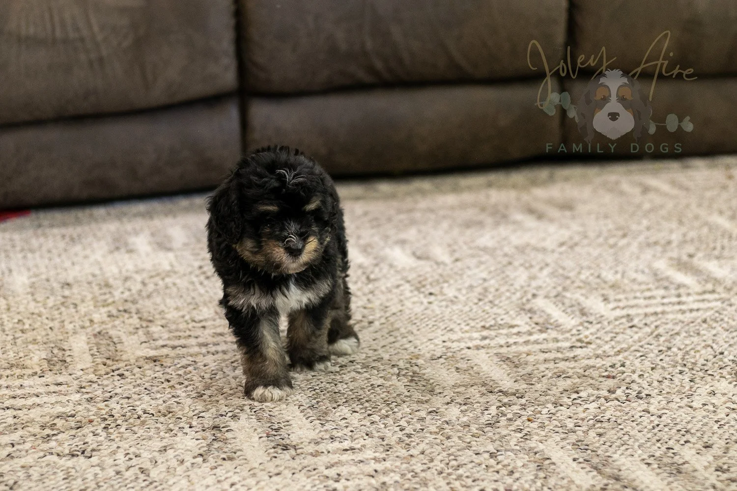 Georgia Bernedoodle Puppy-440.jpg