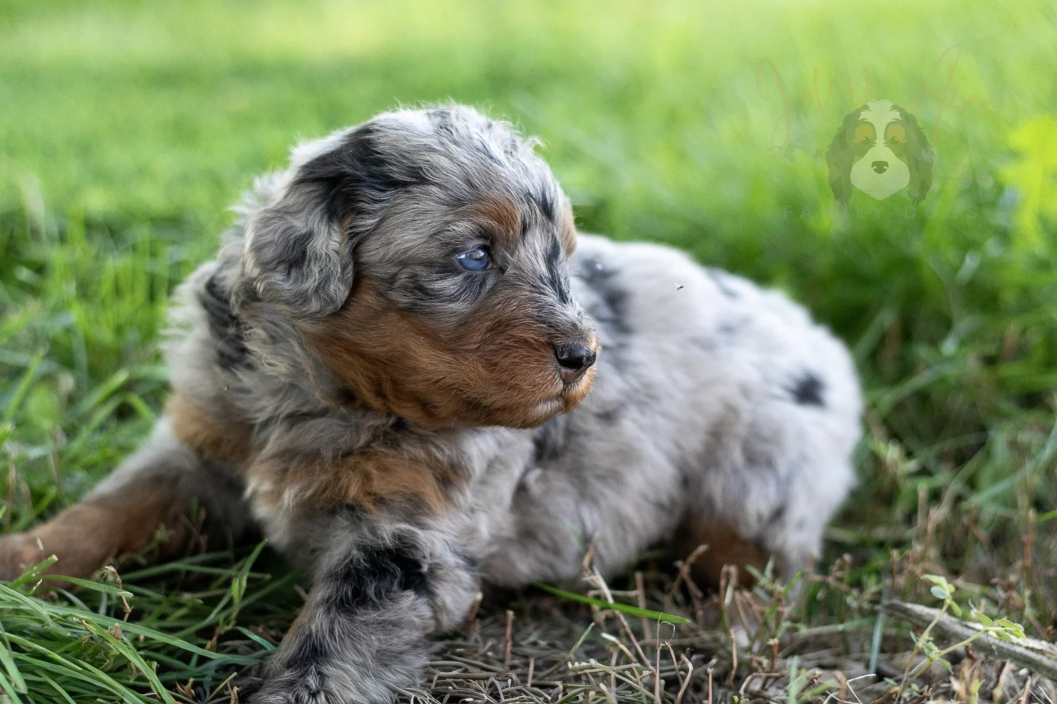 Marilla Cuthbert Bernedoodle Puppy-470.jpg