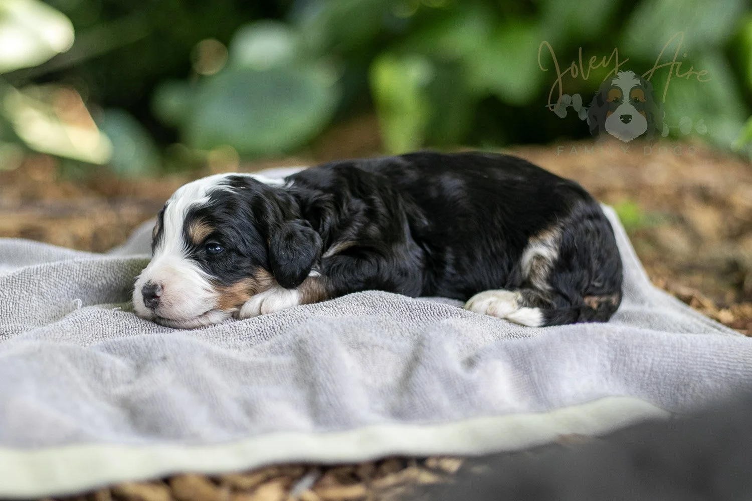 Yellowstone Bernedoodle Puppy-170.jpg