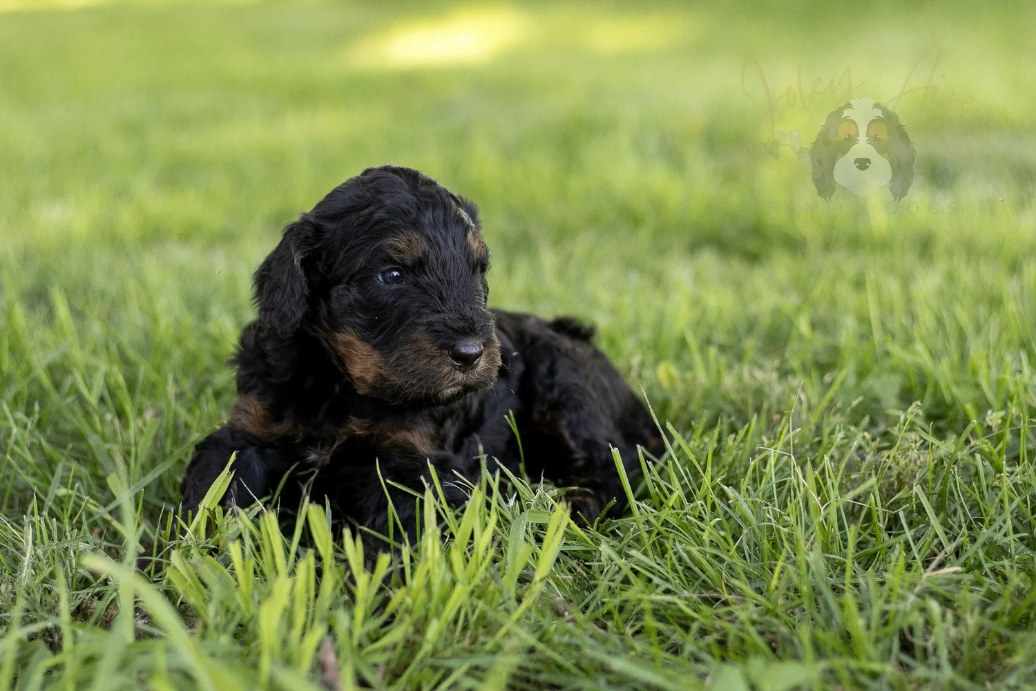 Acadia Bernedoodle Puppy-432.jpg