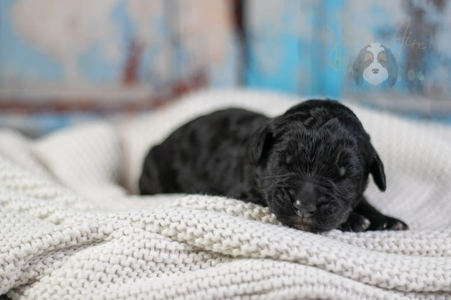 Claude Monet Bernedoodle Puppy-05.jpg
