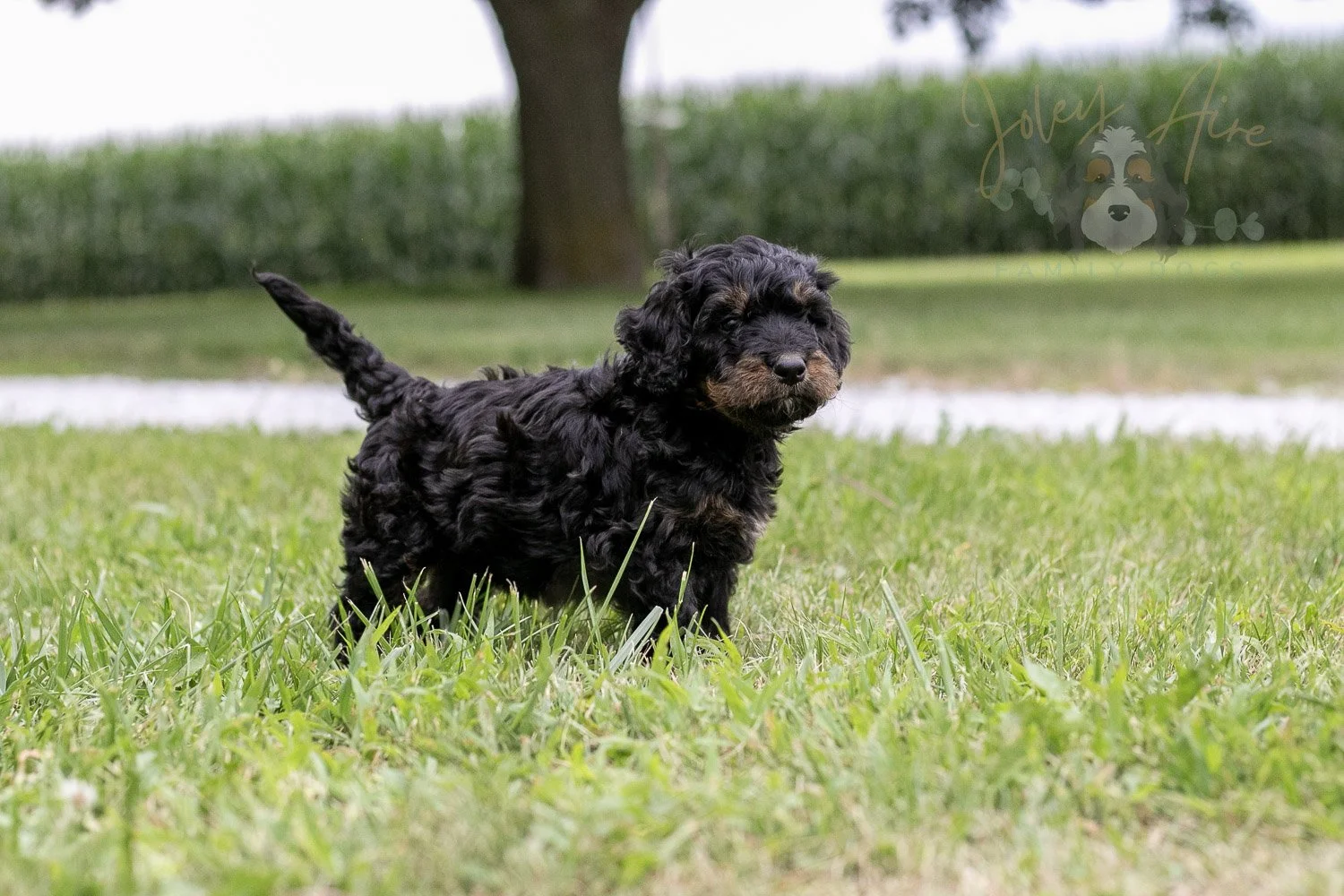 Bryce Bernedoodle Puppy-64.jpg