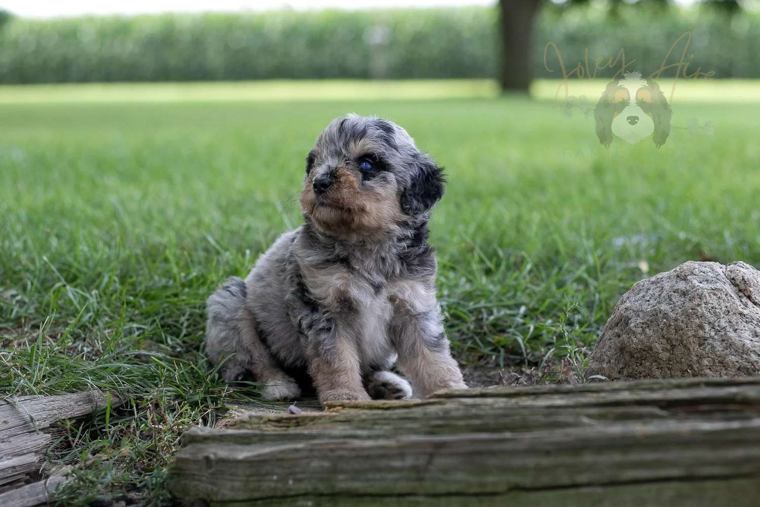 Mary Cassatt Bernedoodle Puppy-174.jpg