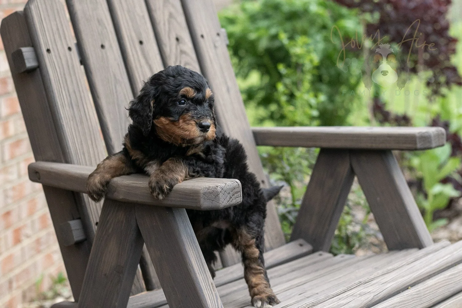 Banjo Bernedoodle Puppy-16.jpg