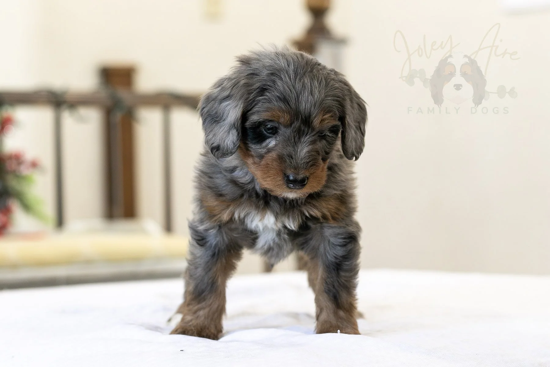Eiger Bernedoodle Puppy-07.jpg